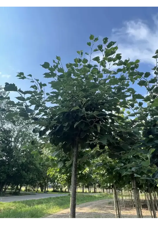 Kugel Winterlinde 'Green Globe' | Tilia cordata 'Green Globe'