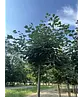 Kugel Winterlinde 'Green Globe' | Tilia cordata 'Green Globe'