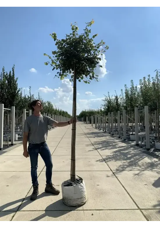 Kugel Winterlinde 'Green Globe' | Tilia cordata 'Green Globe'