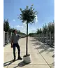 Kugel Winterlinde 'Green Globe' | Tilia cordata 'Green Globe'