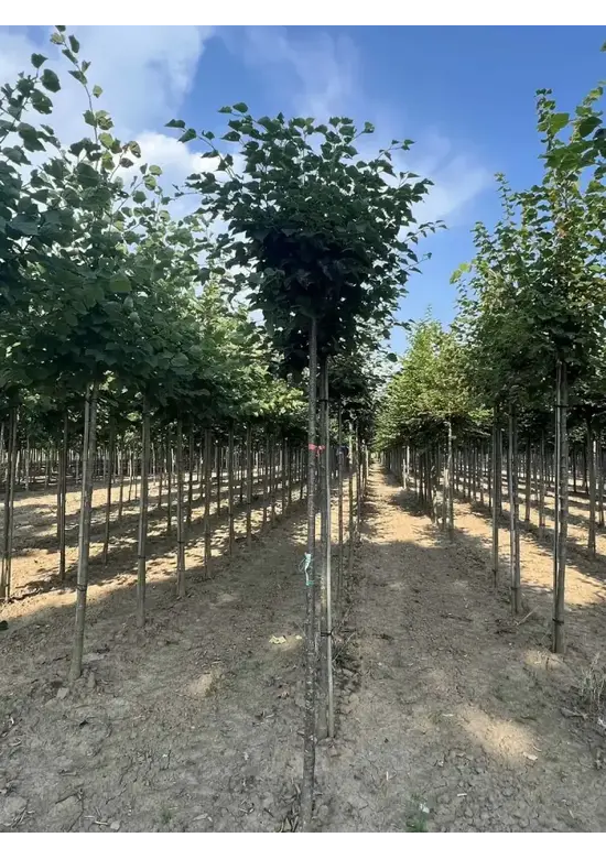 Kugel Winterlinde 'Green Globe' | Tilia cordata 'Green Globe'