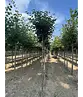 Kugel Winterlinde 'Green Globe' | Tilia cordata 'Green Globe'
