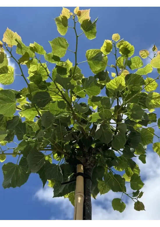 Kugel Winterlinde 'Green Globe' | Tilia cordata 'Green Globe'