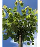 Kugel Winterlinde 'Green Globe' | Tilia cordata 'Green Globe'