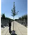 Winterlinde Baum | Tilia cordata