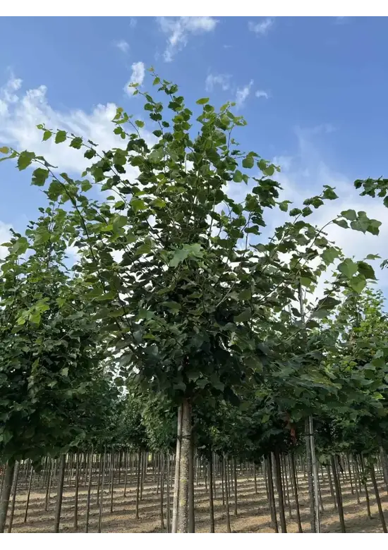 Winterlinde Baum | Tilia cordata