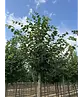 Winterlinde Baum | Tilia cordata