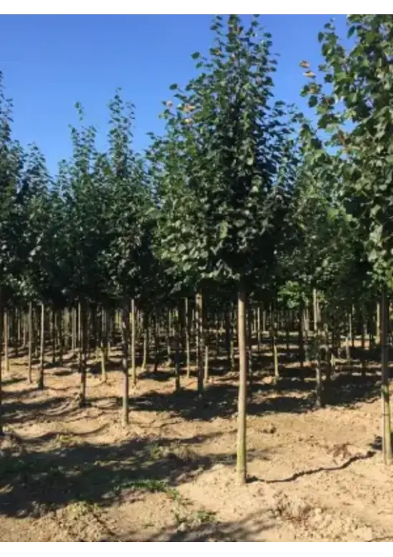 Winterlinde Baum | Tilia cordata