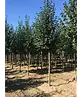 Winterlinde Baum | Tilia cordata