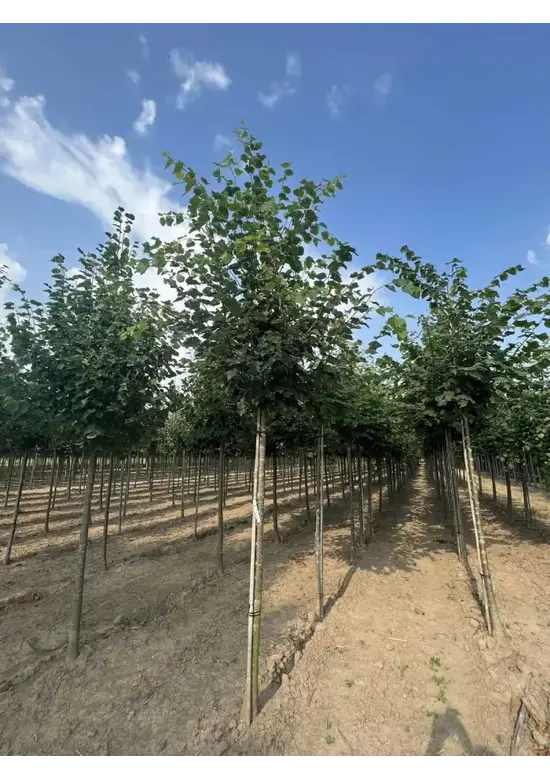 Winterlinde Baum | Tilia cordata