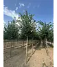 Winterlinde Baum | Tilia cordata
