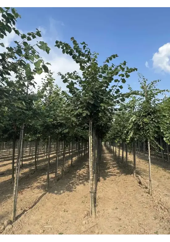 Winterlinde Baum | Tilia cordata