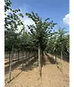 Winterlinde Baum | Tilia cordata
