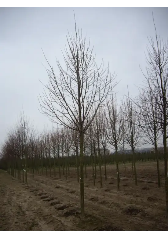 Winterlinde Baum | Tilia cordata