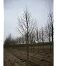 Winterlinde Baum | Tilia cordata