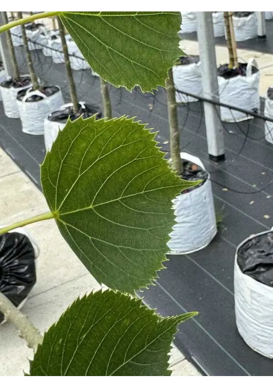 Amerikanische Stadtlinde 'Greenspire' | Tilia cordata 'Greenspire'