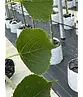 Amerikanische Stadtlinde 'Greenspire' | Tilia cordata 'Greenspire'
