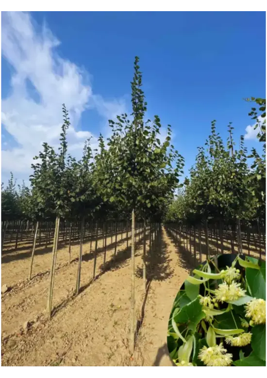 Amerikanische Stadtlinde 'Greenspire' | Tilia cordata 'Greenspire'