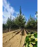 Amerikanische Stadtlinde 'Greenspire' | Tilia cordata 'Greenspire'