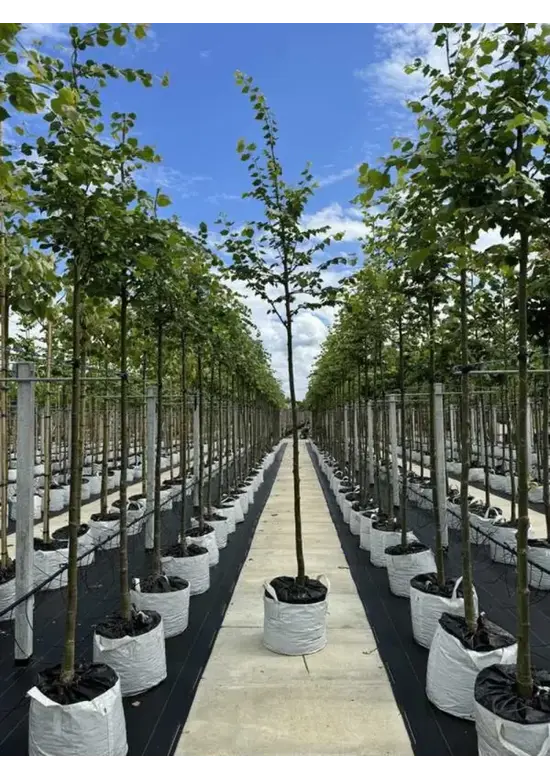 Amerikanische Stadtlinde 'Greenspire' | Tilia cordata 'Greenspire'