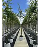 Amerikanische Stadtlinde 'Greenspire' | Tilia cordata 'Greenspire'