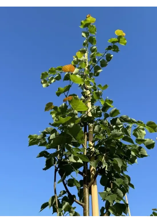Amerikanische Stadtlinde 'Greenspire' | Tilia cordata 'Greenspire'