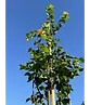 Amerikanische Stadtlinde 'Greenspire' | Tilia cordata 'Greenspire'
