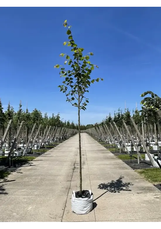 Amerikanische Stadtlinde 'Greenspire' | Tilia cordata 'Greenspire'