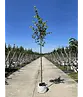 Amerikanische Stadtlinde 'Greenspire' | Tilia cordata 'Greenspire'