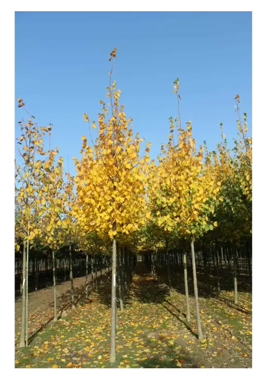 Amerikanische Stadtlinde 'Greenspire' | Tilia cordata 'Greenspire'