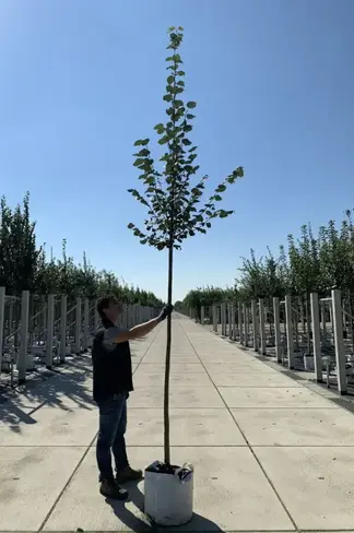 Amerikanische Stadtlinde 'Greenspire' | Tilia cordata 'Greenspire'
