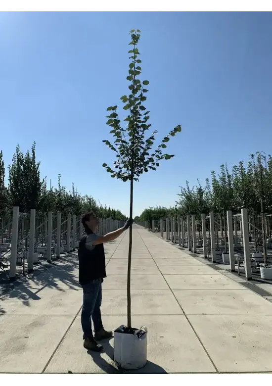 Amerikanische Stadtlinde 'Greenspire' | Tilia cordata 'Greenspire'