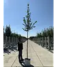Amerikanische Stadtlinde 'Greenspire' | Tilia cordata 'Greenspire'