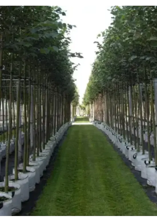 Amerikanische Stadtlinde 'Greenspire' | Tilia cordata 'Greenspire'
