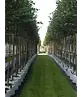 Amerikanische Stadtlinde 'Greenspire' | Tilia cordata 'Greenspire'