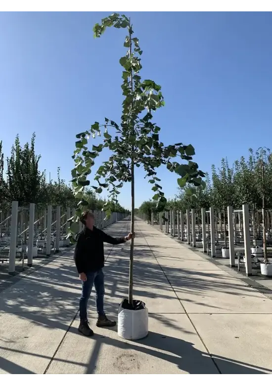 Hängende Silber-Linde | Tilia 'Petiolaris'