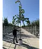Hängende Silber-Linde | Tilia 'Petiolaris'