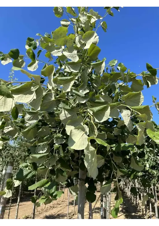 Hängende Silber-Linde | Tilia 'Petiolaris'