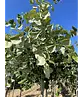 Hängende Silber-Linde | Tilia 'Petiolaris'