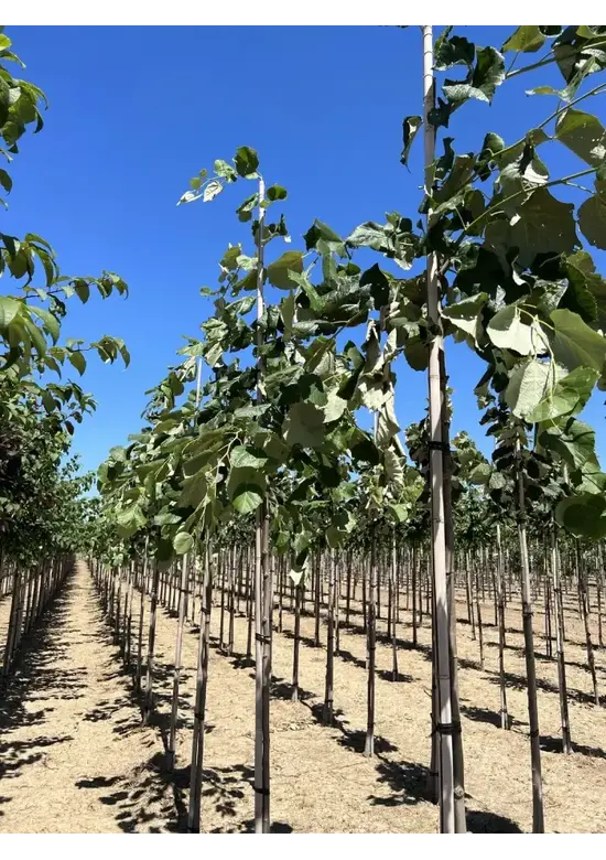 Hängende Silber-Linde | Tilia 'Petiolaris'