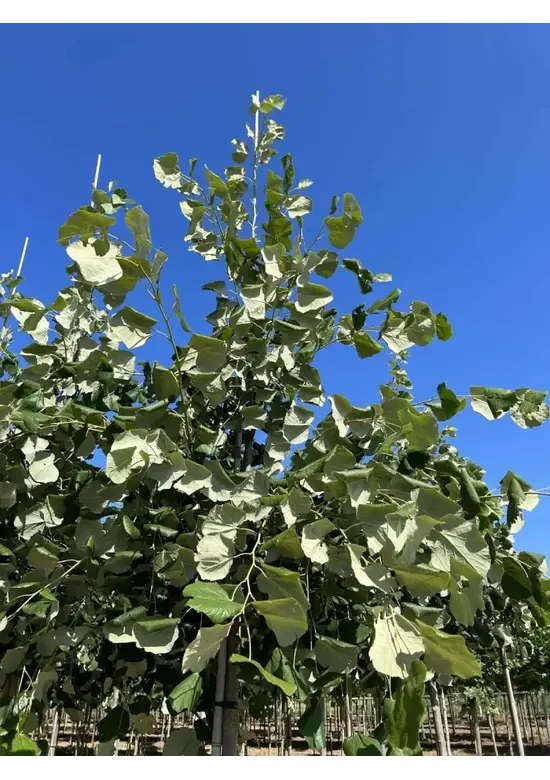 Hängende Silber-Linde | Tilia 'Petiolaris'