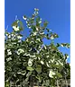 Hängende Silber-Linde | Tilia 'Petiolaris'