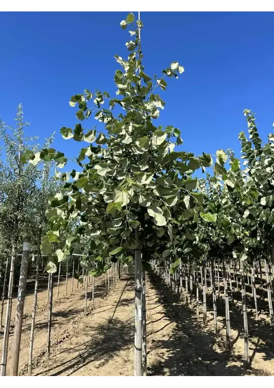 Hängende Silber-Linde | Tilia 'Petiolaris'