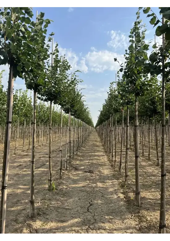 Winterlinde 'Rancho' | Tilia cordata 'Rancho'