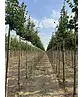 Winterlinde 'Rancho' | Tilia cordata 'Rancho'