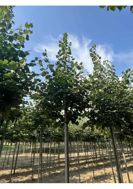 Winterlinde 'Rancho' | Tilia cordata 'Rancho'