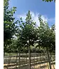 Winterlinde 'Rancho' | Tilia cordata 'Rancho'