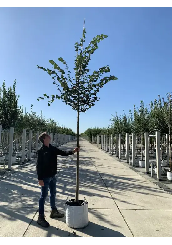 Winterlinde 'Rancho' | Tilia cordata 'Rancho'