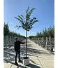 Winterlinde 'Rancho' | Tilia cordata 'Rancho'