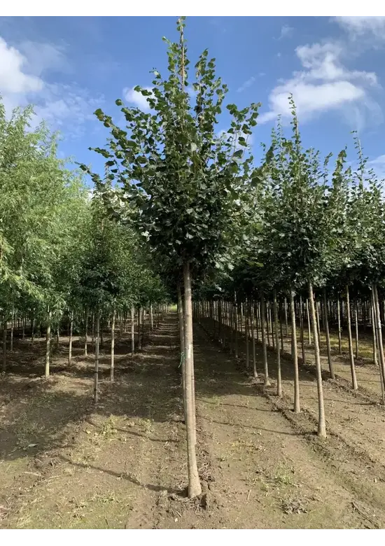 Winterlinde 'Rancho' | Tilia cordata 'Rancho'